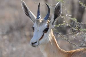 Springbock. NAMIBIA - www.outeniqua.de